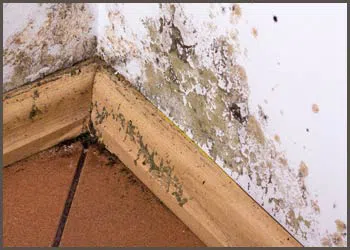 PlantationRestoration Expert Plantation, FL 954-613-6012