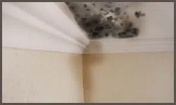 PlantationRestoration Expert Plantation, FL 954-613-6012 - mold-sidebar